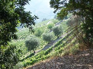 Hillside vineyard and olive trees in Northern Portugal