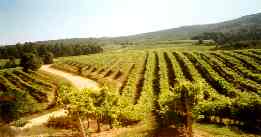 Vineyards