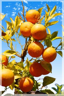 orangeSky