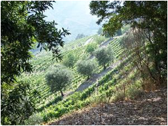 Description: illside vineyard and olive trees in Northern Portugal